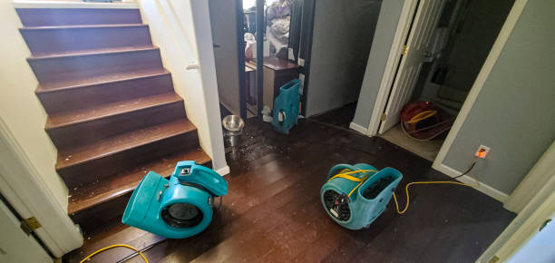 Best Mold removal after water damage  in Estherville, IA