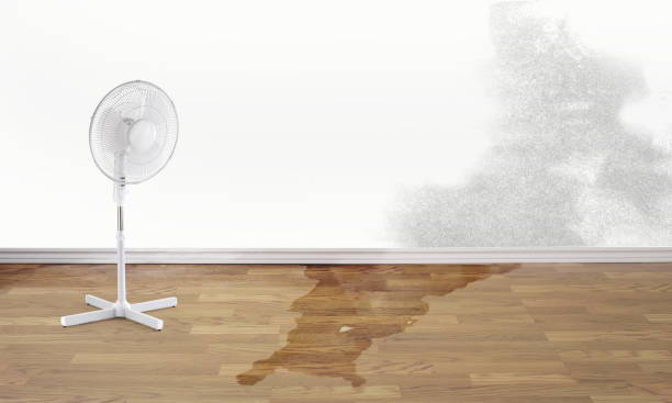 Best Water damage cleanup near me  in Estherville, IA